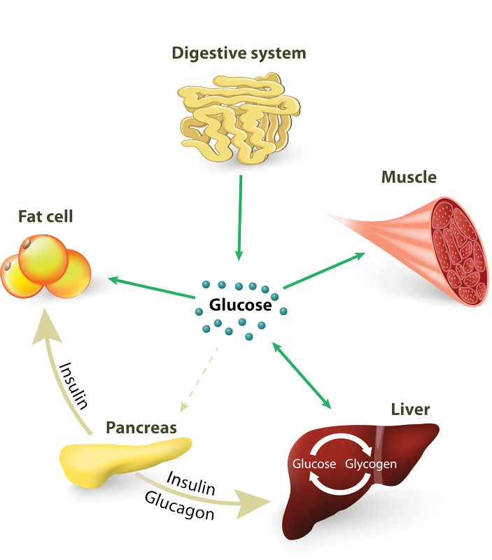  Carbohydrates digestion